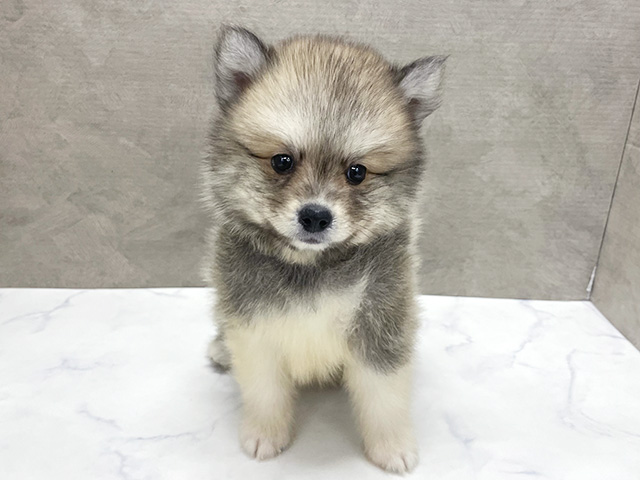 東京都のハーフ犬・ミックス犬 (ペッツファースト八王子多摩美大前店/2026年5月7日生まれ/男の子/クリームセーブル)の子犬
