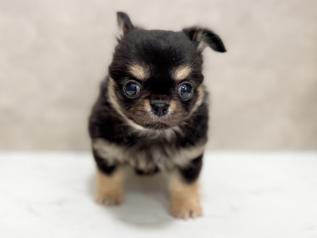 東京都のチワワ(ロング) (ペッツファースト池袋店/2026年5月8日生まれ/男の子/ブラックタン)の子犬の1枚目の画像