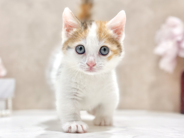 東京都のマンチカン (ペッツファースト新宿店/2026年5月5日生まれ/女の子/キャリコ)の子猫の1枚目の画像