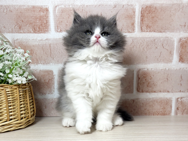 ブリティッシュ
