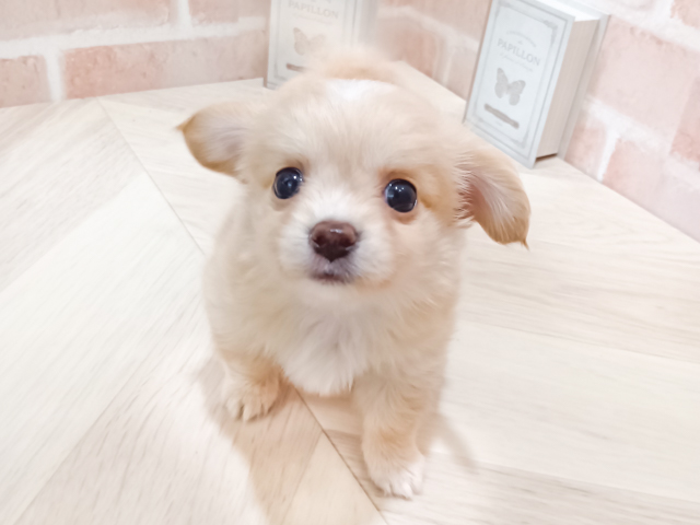 チワックス