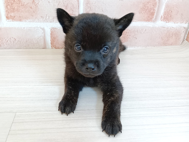 埼玉県の甲斐犬 (ペッツファースト埼玉大井店/2026年5月9日生まれ/男の子/黒虎)の子犬