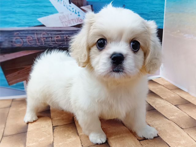 埼玉県のハーフ犬・ミックス犬 (ペッツファースト久喜菖蒲店/2026年5月9日生まれ/男の子/ブレンハイム)の子犬の1枚目の画像