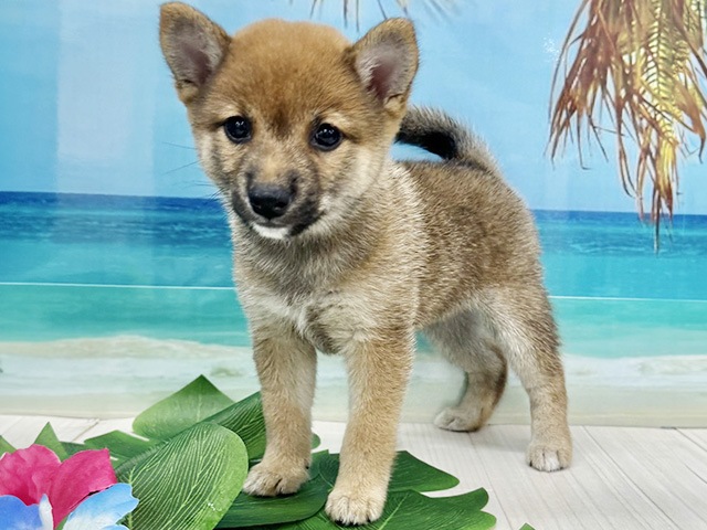 大阪府の豆柴 (ペッツファースト美原南インター店/2026年5月7日生まれ/女の子/赤)の子犬の1枚目の画像