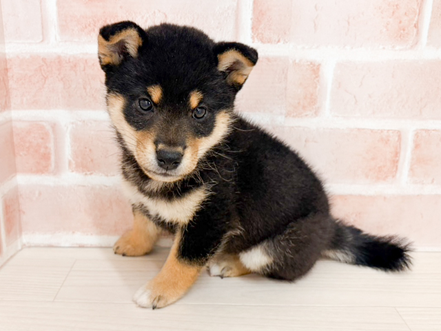 愛知県の柴犬(標準サイズ) (ペッツファースト一宮店/2026年5月10日生まれ/男の子/黒)の子犬の1枚目の画像