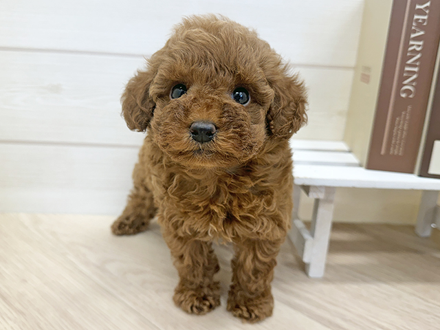 千葉県のトイプードル(タイニー) (ペッツファースト市川コルトンプラザ店/2026年5月11日生まれ/男の子/レッド)の子犬の1枚目の画像