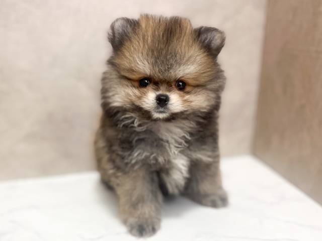 ポメラニアン