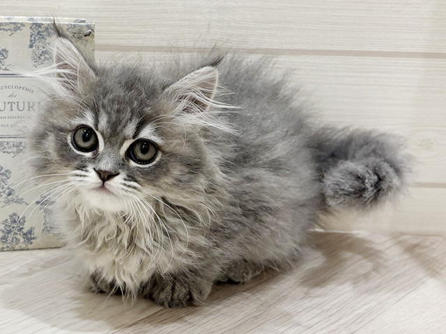 愛知県のマンチカン (ペッツファースト岡崎店/2026年5月8日生まれ/男の子/ブルータビー)の子猫