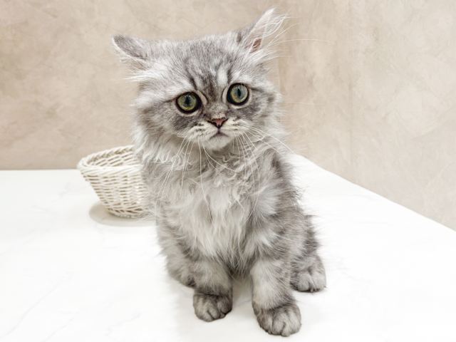 東京都のラガマフィン (ペッツファースト晴海店/2026年5月7日生まれ/女の子/シルバータビー)の子猫の1枚目の画像