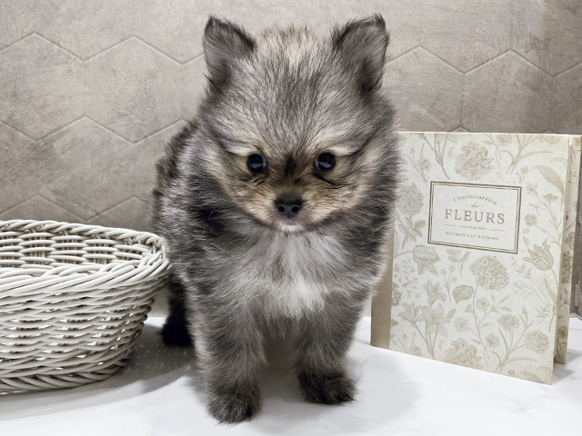 東京都のポメラニアン (ペッツファースト晴海店/2026年5月10日生まれ/男の子/ウルフセーブル)の子犬の1枚目の画像