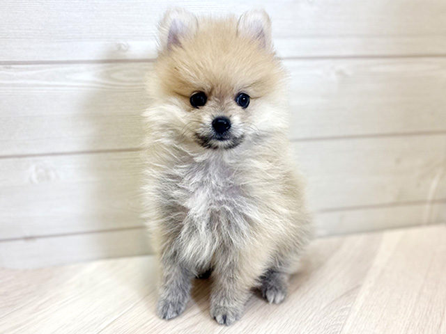 ポメラニアン