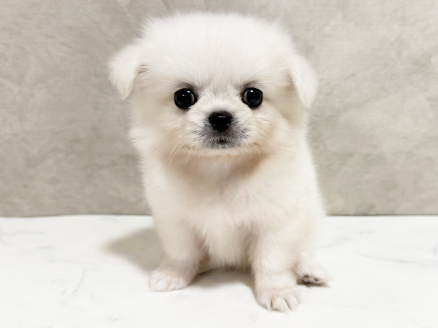 ペキニーズミックス