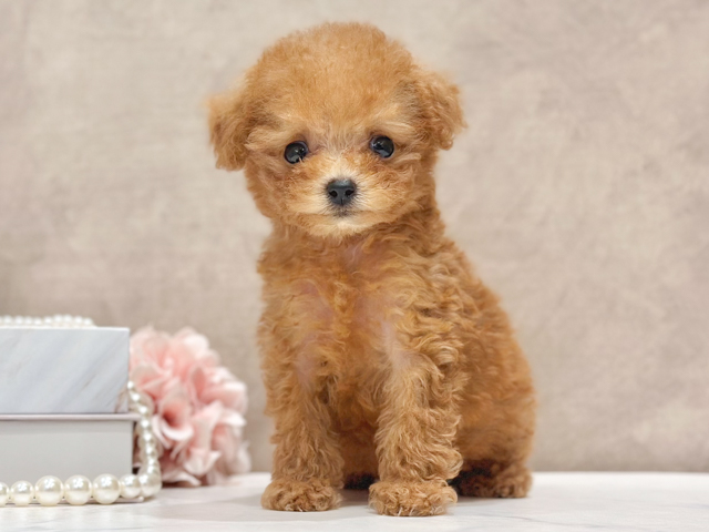 東京都のトイプードル(タイニー) (ペッツファースト新宿店/2026年5月4日生まれ/女の子/レッド)の子犬の1枚目の画像