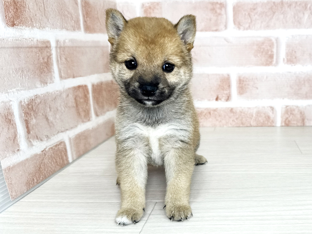 大阪府の豆柴 (ペッツファースト東大阪店/2026年5月12日生まれ/女の子/赤)の子犬の1枚目の画像