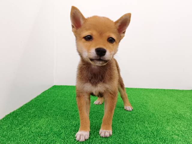富山県の豆柴 (ペッツファースト富山店/2026年5月4日生まれ/男の子/赤)の子犬の1枚目の画像