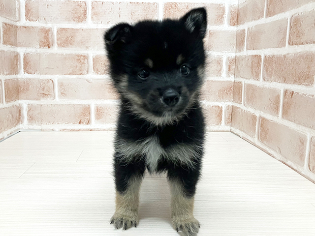 2026年5月9日生まれのポメ柴/豆ポメ/ポメ豆柴(ポメラニアン×柴犬)