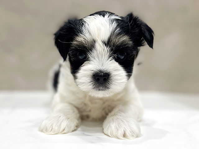 東京都のハーフ犬・ミックス犬 (ペッツファーストららぽーと立川立飛店/2026年5月12日生まれ/男の子/パーティーカラー)の子犬の1枚目の画像