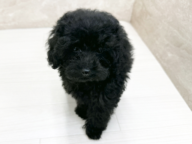 長野県のトイプードル(トイ) (ペッツファースト須坂店/2026年5月12日生まれ/男の子/ブラック)の子犬の1枚目の画像