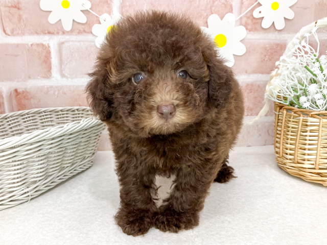 東京都のトイプードル(トイ) (ペッツファーストお台場店/2026年5月12日生まれ/男の子/ブラウン)の子犬の1枚目の画像