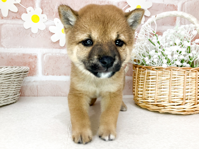東京都の豆柴 (ペッツファーストお台場店/2026年5月11日生まれ/男の子/赤)の子犬の1枚目の画像
