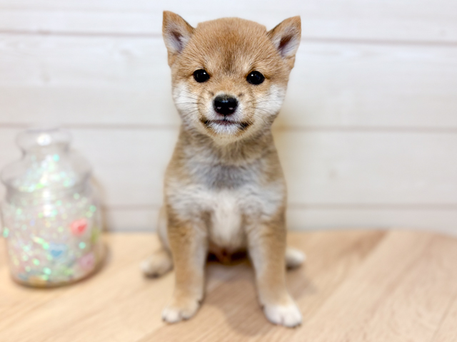 神奈川県の豆柴 (ペッツファースト川崎店/2026年5月5日生まれ/男の子/赤)の子犬の1枚目の画像