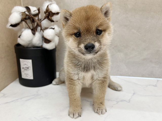 広島県の豆柴 (ペッツファースト宇品店/2026年5月10日生まれ/男の子/赤)の子犬の1枚目の画像