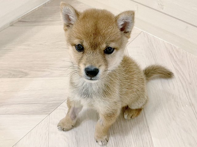 福岡県の豆柴 (ペッツファースト大牟田店/2026年5月10日生まれ/男の子/赤)の子犬の1枚目の画像