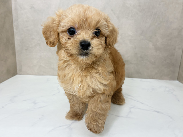 ペキプー, 性別 男の子, 誕生日 2026/05/11, 毛色 アプリコット, 出身 茨城県, 店舗 名古屋南店(愛知県), お問い合わせ番号 2602967