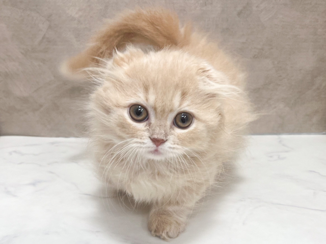 東京都のミヌエット (ペッツファースト池袋店/2026年5月11日生まれ/女の子/クリームタビー)の子猫の1枚目の画像