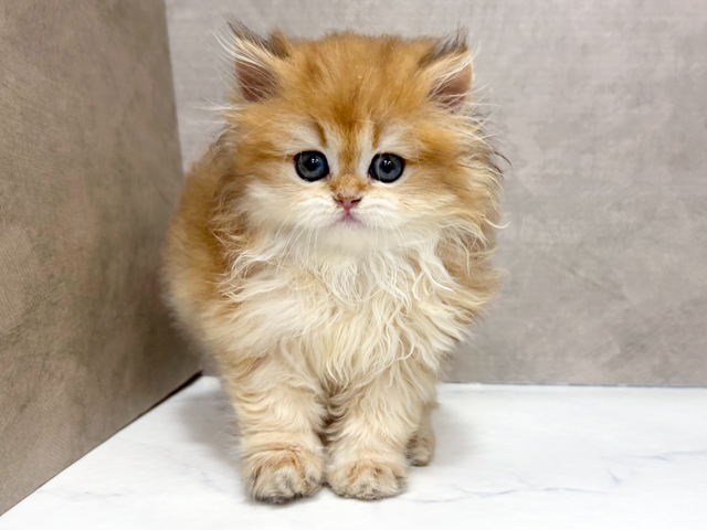 ブリティッシュ