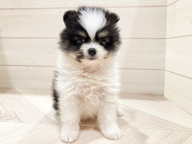 東京都のポメラニアン (ペッツファースト豊洲店/2026年5月7日生まれ/女の子/パーティーカラー)の子犬の1枚目の画像