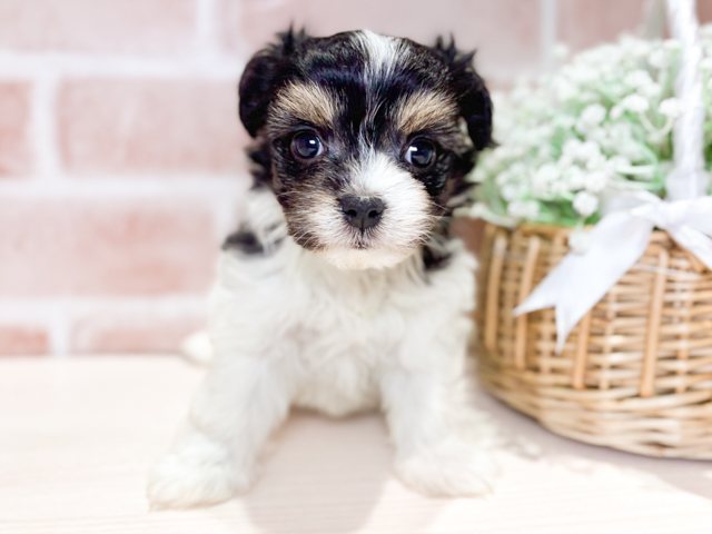 岡山県のハーフ犬・ミックス犬 (ペッツファースト倉敷店/2026年5月13日生まれ/女の子/トライカラー)の子犬の1枚目の画像