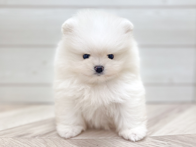 東京都のポメラニアン (ペッツファースト渋谷店/2026年5月13日生まれ/男の子/ホワイト)の子犬