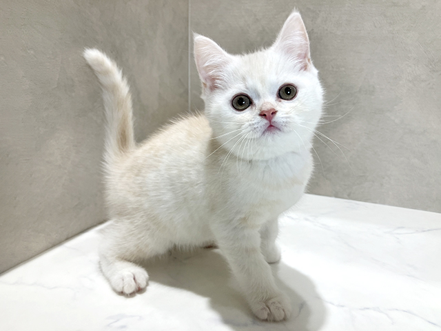 ブリティッシュ