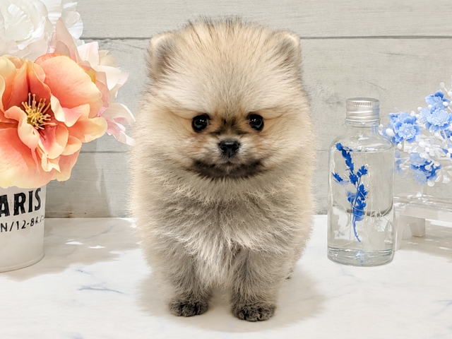 東京都のポメラニアン (ペッツファースト中野店/2026年5月14日生まれ/男の子/クリームセーブル)の子犬の1枚目の画像