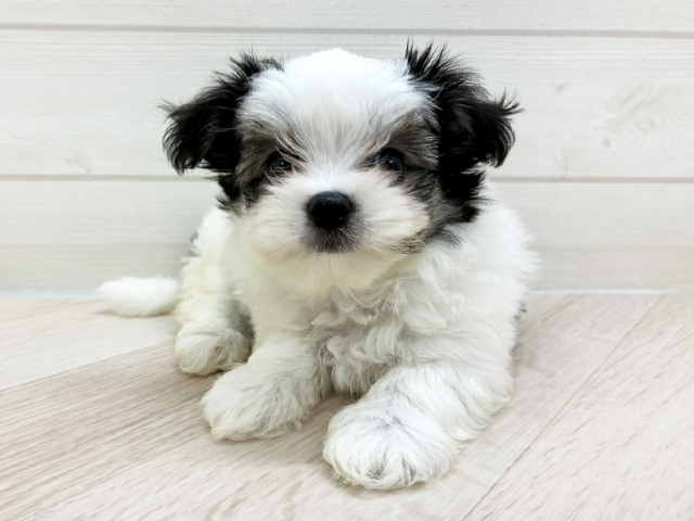 チワマル, 性別 男の子, 誕生日 2026/05/12, 毛色 ブラックホワイト, 出身 長崎県, 店舗 上尾店(埼玉県), お問い合わせ番号 2631133