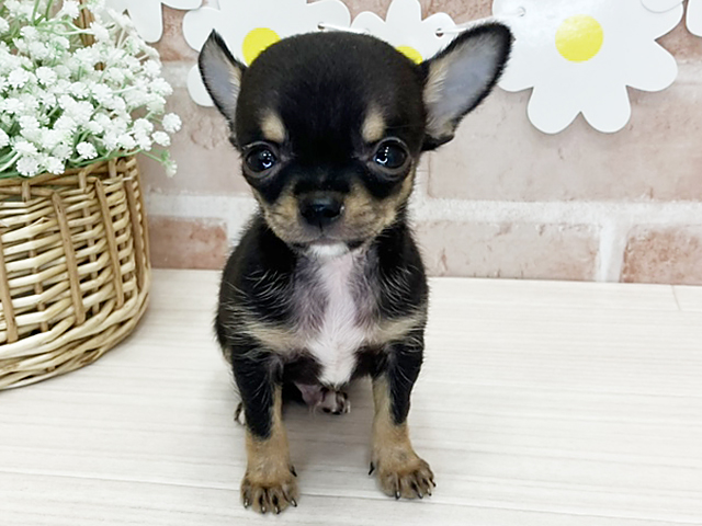 チワワ(スムース), 性別 男の子, 誕生日 2026/05/14, 毛色 ブラックタンホワイト, 出身 奈良県, 店舗 鹿児島店(鹿児島県), お問い合わせ番号 2651324