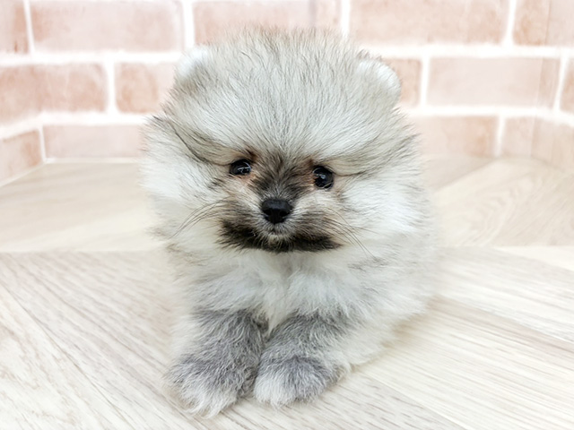 大阪府のポメラニアン (ペッツファースト寝屋川店/2026年5月10日生まれ/男の子/オレンジセーブル)の子犬の1枚目の画像