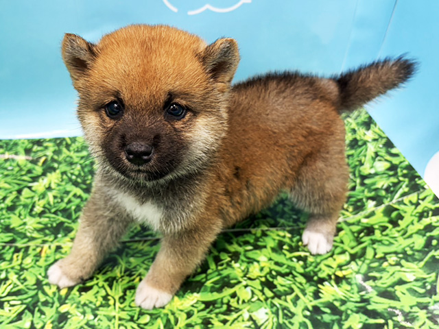柴犬, 性別 男の子, 誕生日 2026/05/18, 毛色 赤, 出身 茨城県, 店舗 湘南平塚店(神奈川県), お問い合わせ番号 100940532