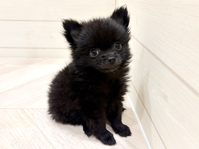 ポメチワ