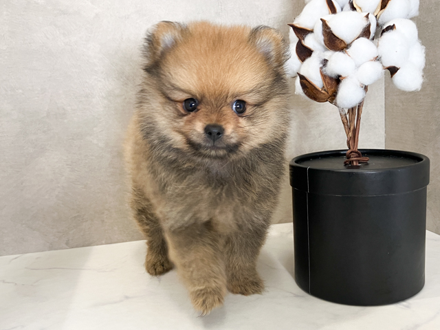 ポメラニアン