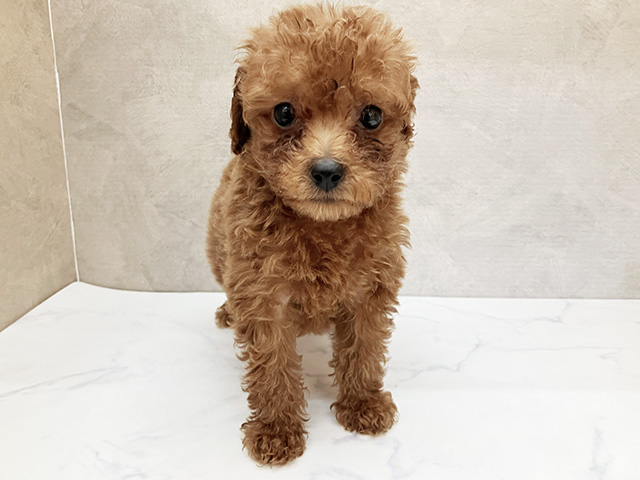 広島県のトイプードル(タイニー) (ペッツファースト宇品店/2026年5月17日生まれ/男の子/レッド)の子犬の1枚目の画像