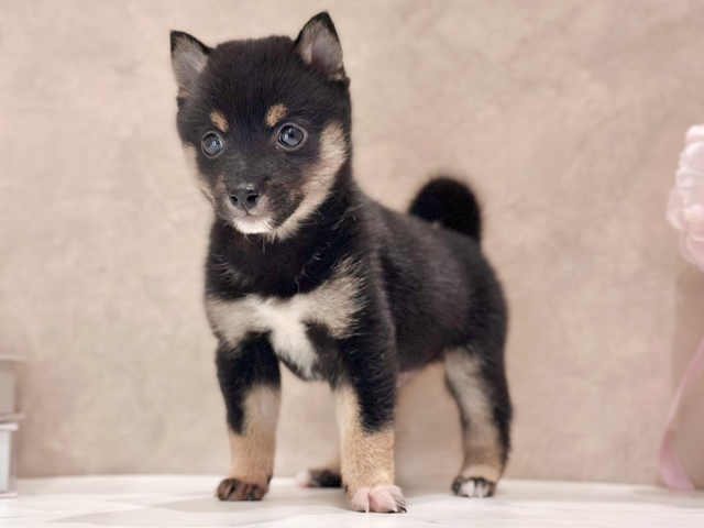 東京都の極小豆柴 (ペッツファースト新宿店/2026年5月19日生まれ/男の子/黒)の子犬の1枚目の画像