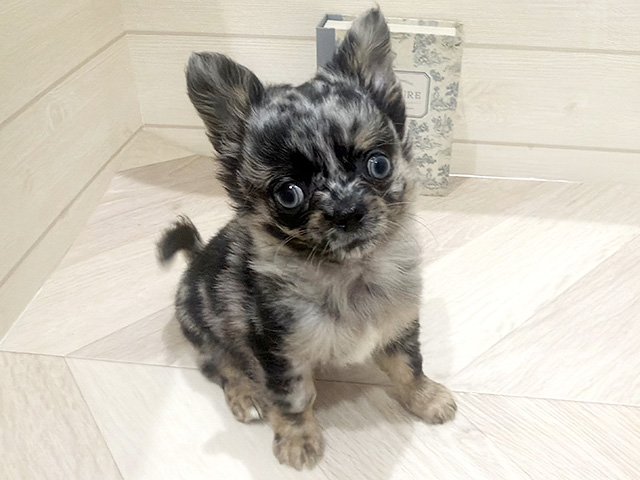チワワ(ロング), 性別 男の子, 誕生日 2026/05/18, 毛色 ブルーマール, 出身 宮城県, 店舗 岡崎店(愛知県), お問い合わせ番号 2690371