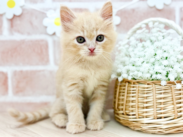 東京都のサイベリアン (ペッツファーストfor cats武蔵小山店/2026年5月18日生まれ/男の子/クリームタビー)の子猫の1枚目の画像