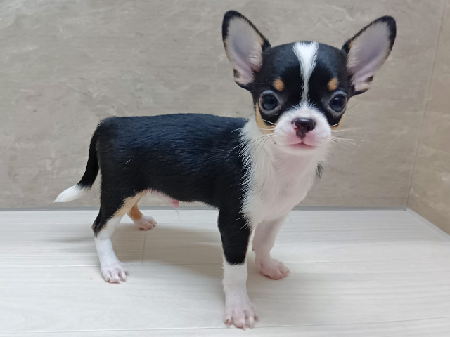 チワワ(スムース), 性別 男の子, 誕生日 2026/05/18, 毛色 ブラックタンホワイト, 出身 福岡県, 店舗 三条店(新潟県), お問い合わせ番号 2631192
