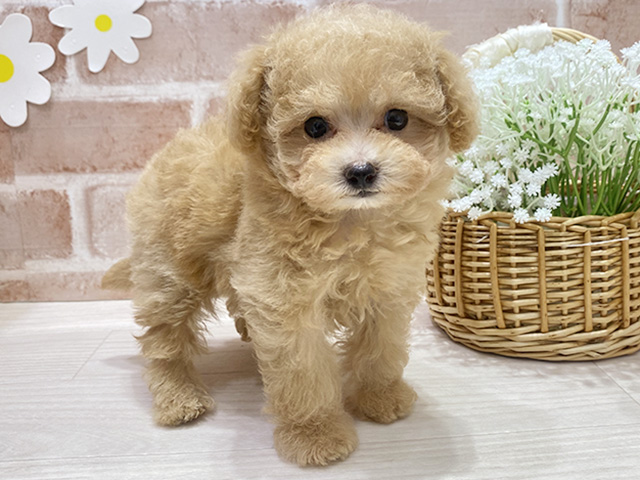 福岡県のトイプードル(タイニー) (ペッツファースト筑紫野店/2026年5月15日生まれ/女の子/アプリコット)の子犬の1枚目の画像