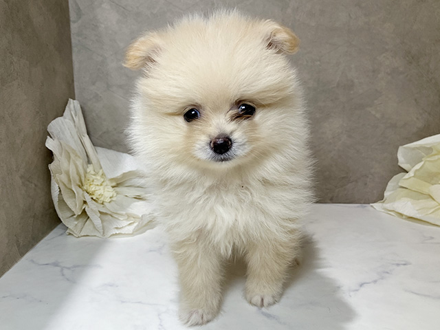 茨城県のポメラニアン (ペッツファースト土浦店/2026年5月7日生まれ/女の子/クリーム)の子犬の1枚目の画像