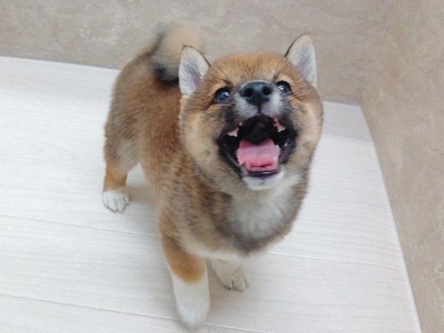 2026年5月13日生まれの豆柴
