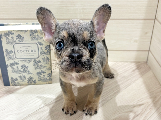 フレンチブルドッグ